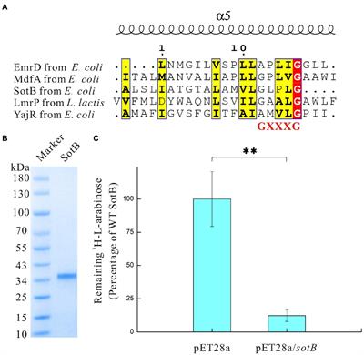 Mutagenesis and functional analysis of SotB: A multidrug transporter of the major facilitator superfamily from Escherichia coli